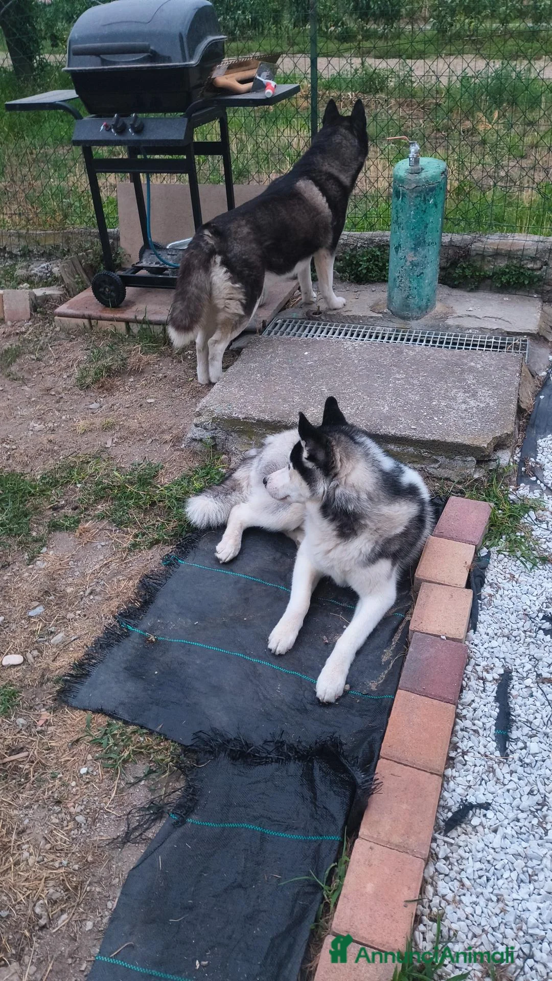 Husky cani in regalo: Regalo cucciolo di hasky a Provincia di Savona - Annuncio 2