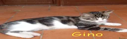 Europeo gatti in regalo: GINO E GAIA DOLCISSIMI GATTINI a Città metropolitana di Roma Capitale - Annuncio 4