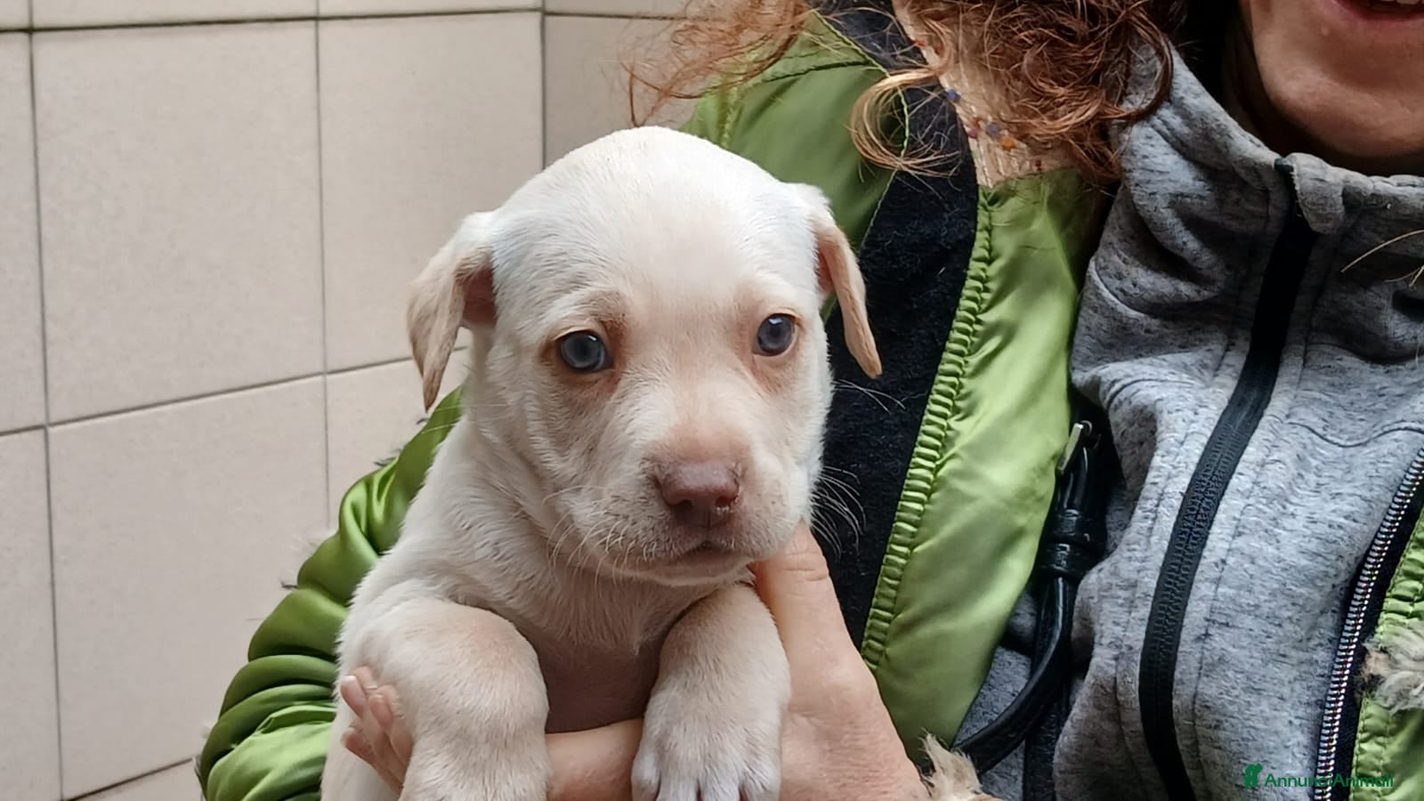 Meticcio cani SIMBA INC. LABRADOR HA BISOGNO DI TE, IN ADOZIONE - Annuncio 1