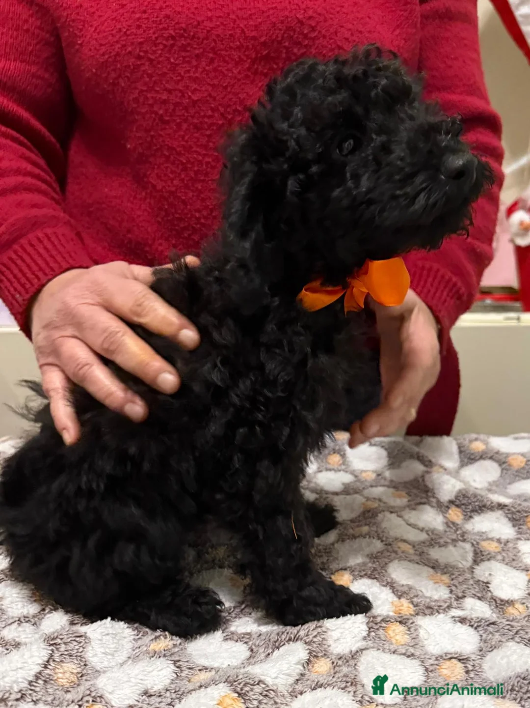 Barboncino cani in vendita: barboncino - Annuncio 5