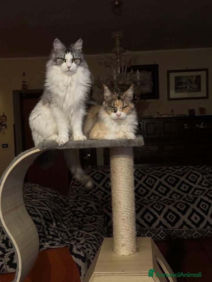 Maine Coon gatti Allevamento di Maine Coon GIANTS VIKING - Annuncio 16