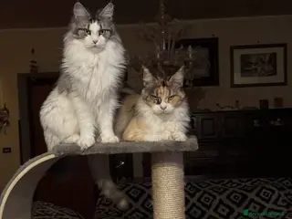 Maine Coon gatti Allevamento di Maine Coon GIANTS VIKING - Annuncio 4