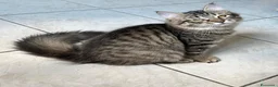 Siberiano gatti in vendita: Cuccioli Siberiano - Annuncio 8