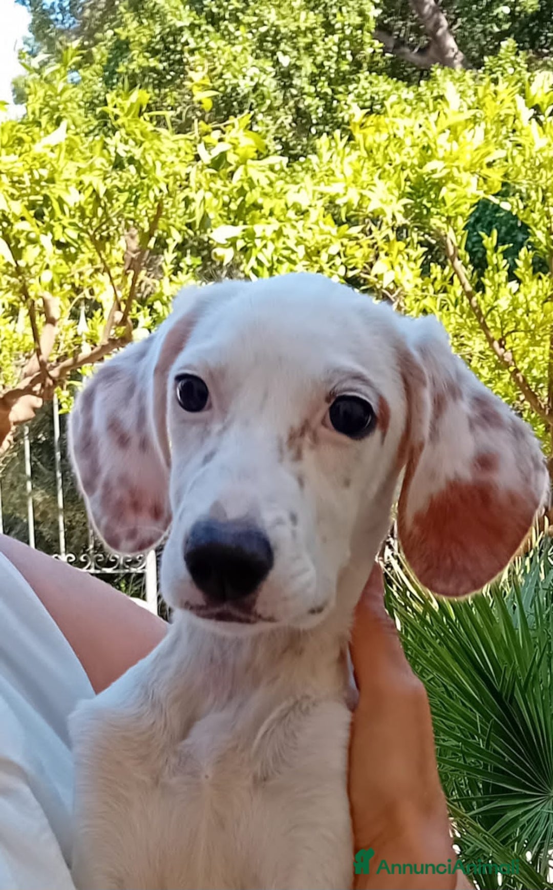 Altre razze cani in regalo: glicine  - Immagine 2