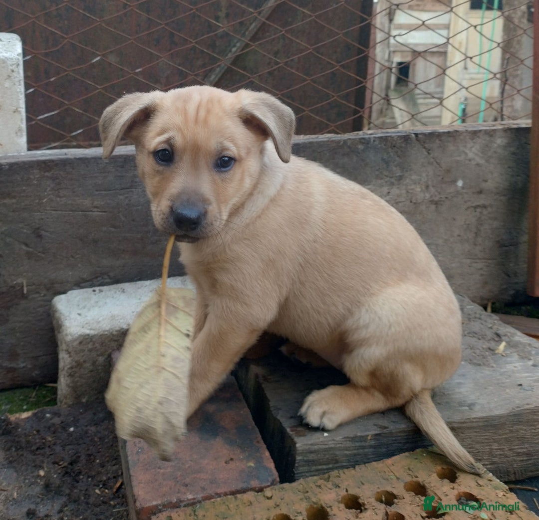 Meticcio cani in regalo: Si regalano i cagnolini  - Annuncio 2
