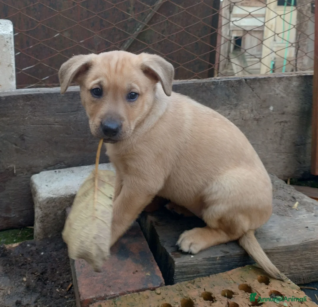Meticcio cani in regalo: Si regalano i cagnolini  - Annuncio 7