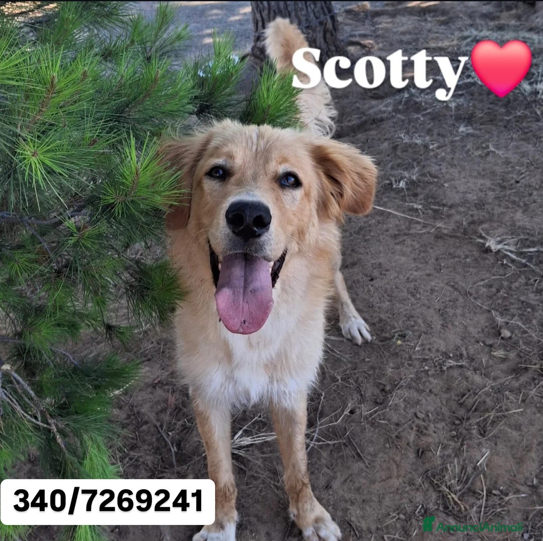 Meticcio cani in regalo: SCOTTY 💙 - il cucciolo invisibile 💔 a Provincia di Como - Immagine 1