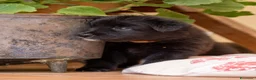 Pastore Belga cani in vendita: Cuccioli di pastore belga - Annuncio 4
