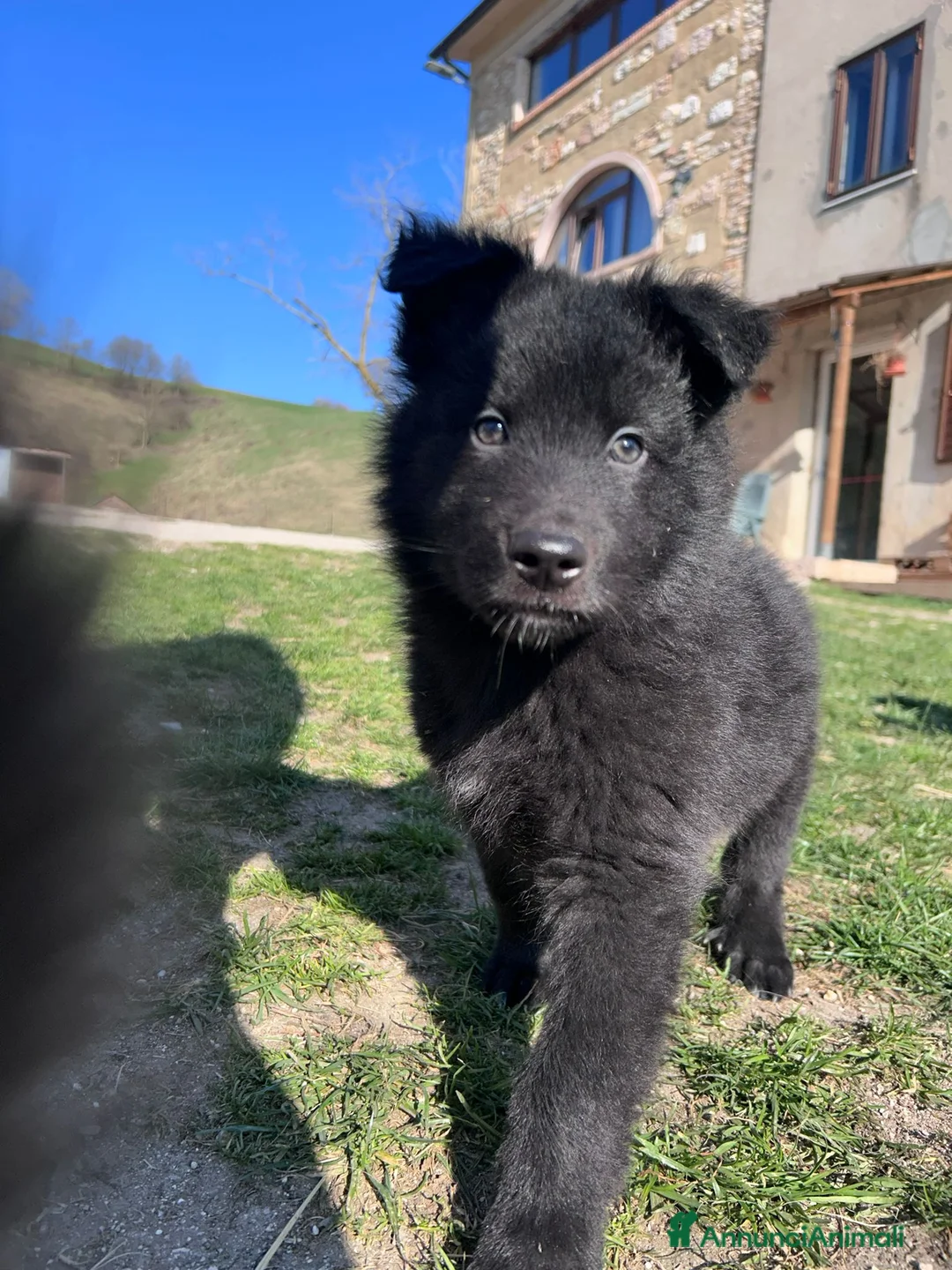 Pastore della Lessinia e del Lagorai cani in vendita: Cuccioli di Pastore della Lessinia e del Lagorai - Annuncio 2