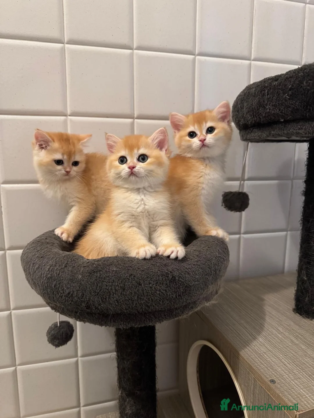 British gatti in vendita: British Shorthair golden ny12 - Annuncio 2