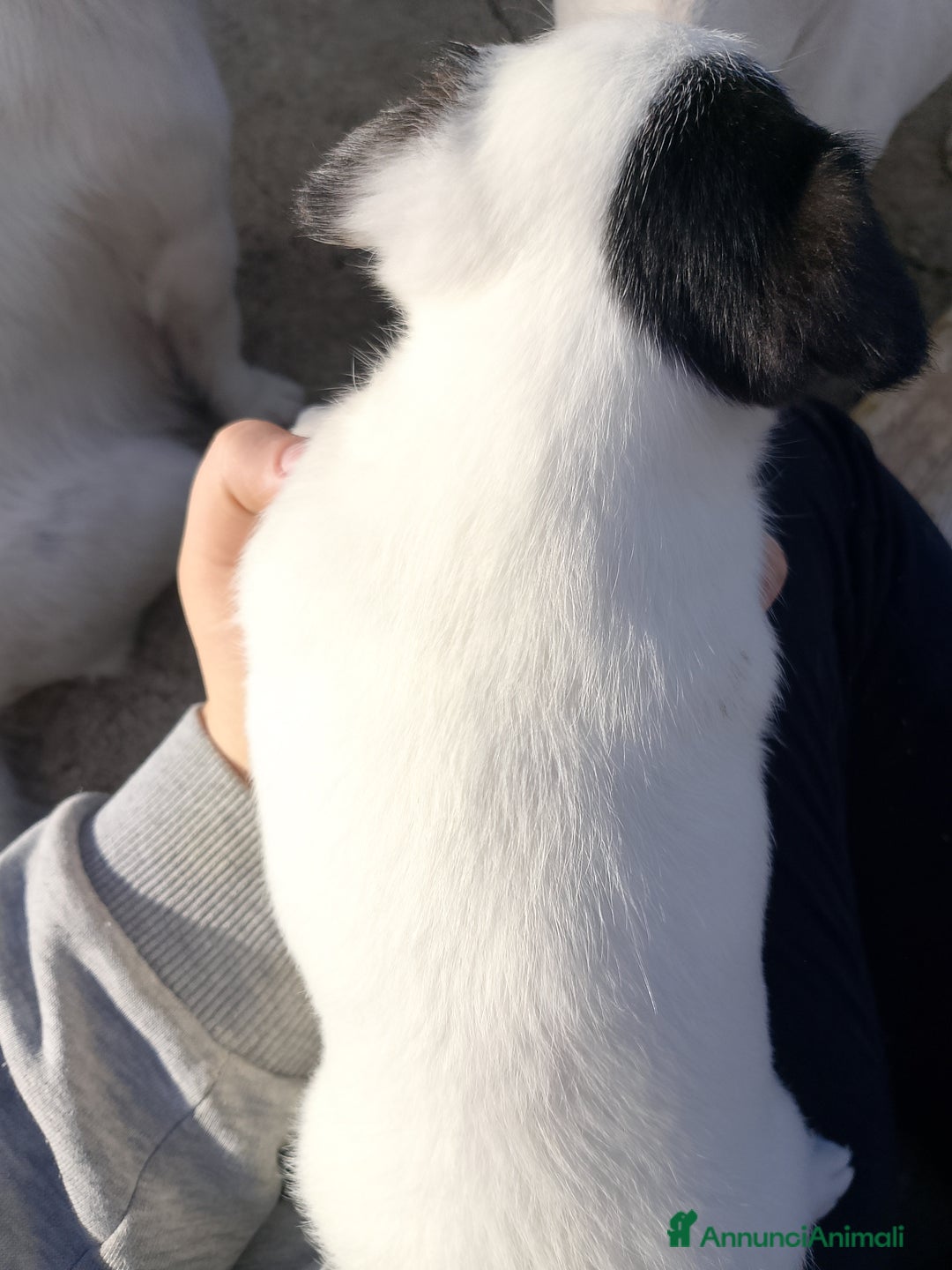 Jack Russell cani in vendita: Cuccioli di jack Russel  - Annuncio 4