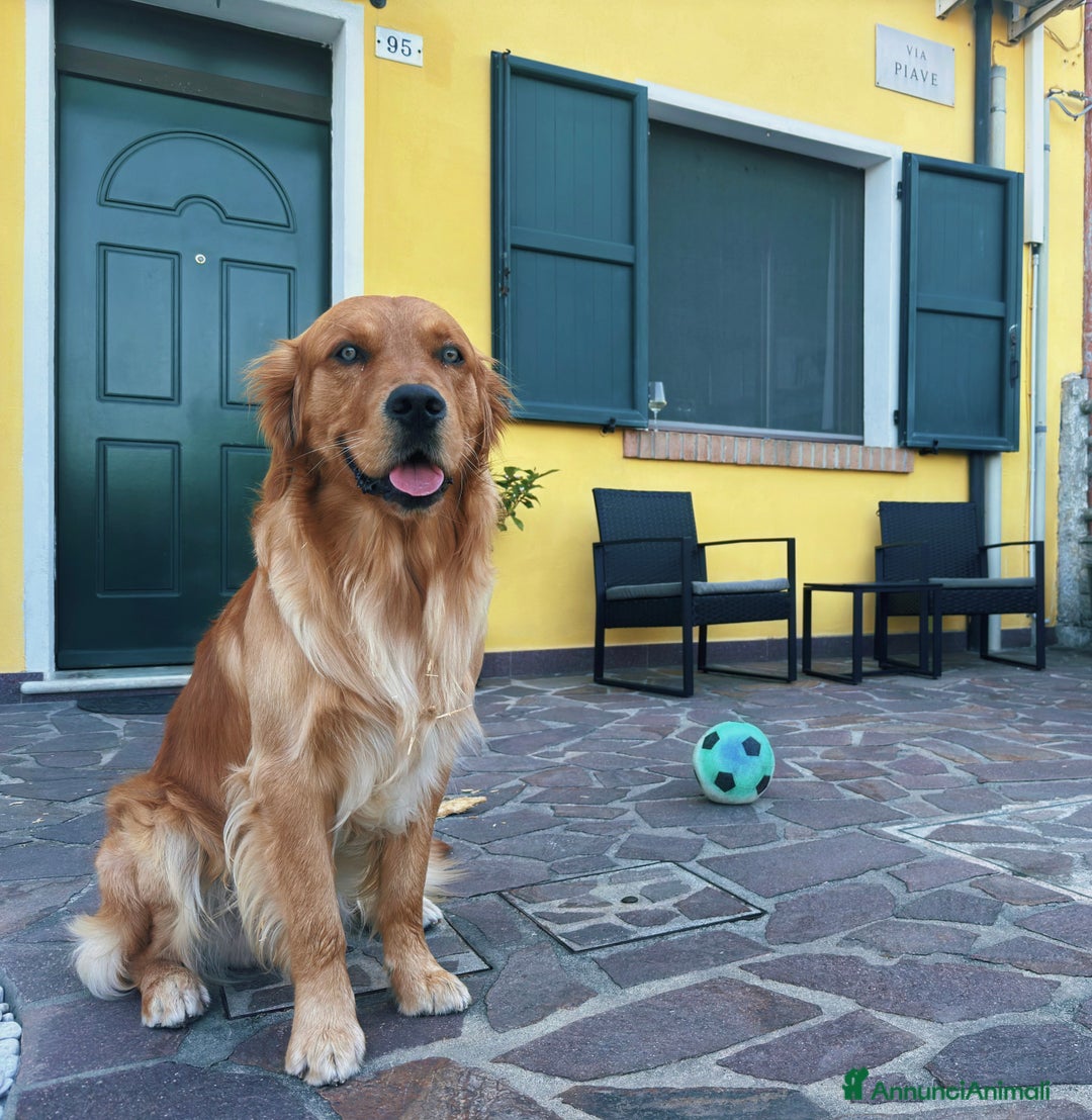 Golden Retriever cani per accoppiamento: Golden retriever maschio  - Immagine 5