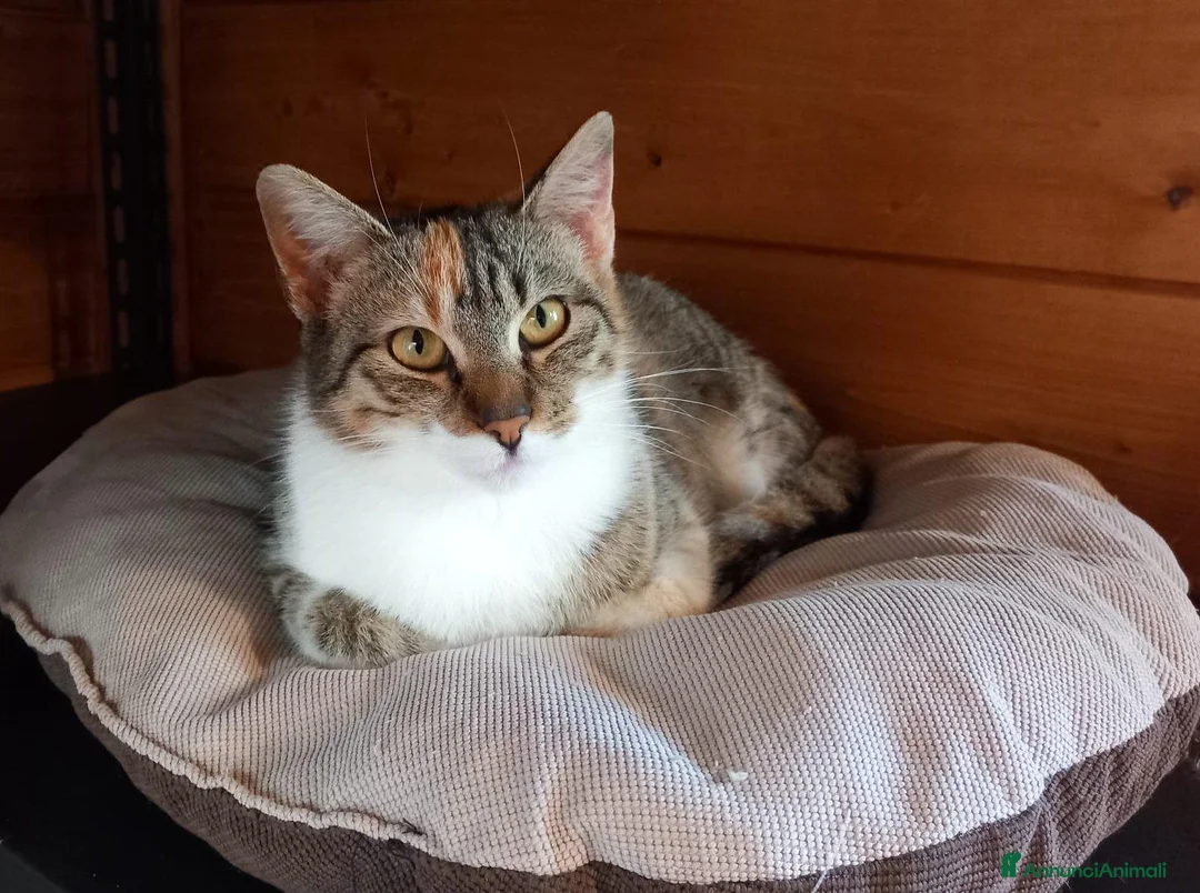 Europeo gatti in regalo: Gatta tricolore da adottare, KARINA ! - Annuncio 2