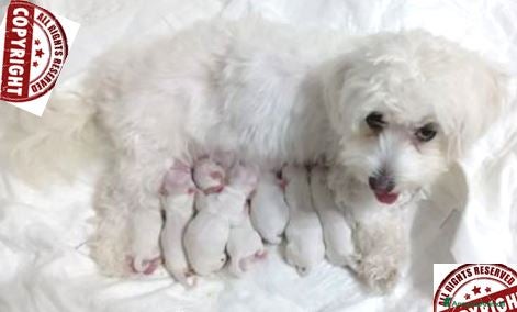 Maltese cani ultimi cuccioli maltese - due femmine - Annuncio 13