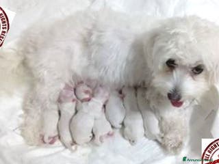 Maltese cani ultimi cuccioli maltese - due femmine - Annuncio 10