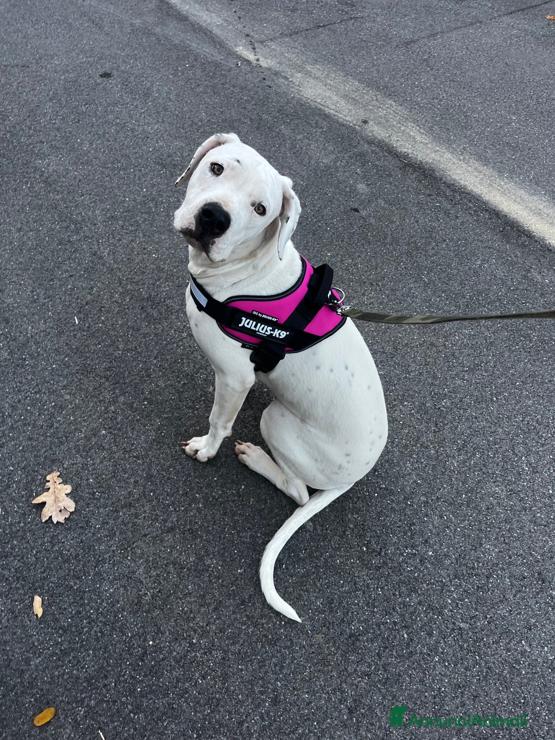Dogo Argentino cani in regalo: Dogo argentino femmina 8 mesi - Annuncio 2