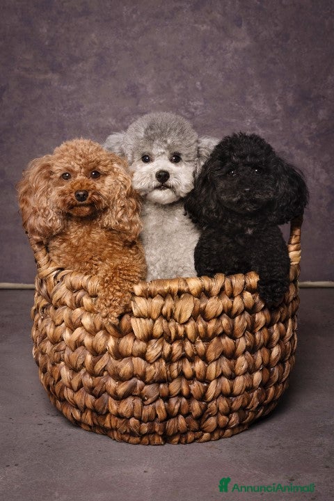 Barboncino Toy cani Barboncini toy grigio-silver - Annuncio 1