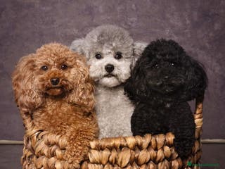 Barboncino Toy cani Barboncini toy grigio-silver - Annuncio 1