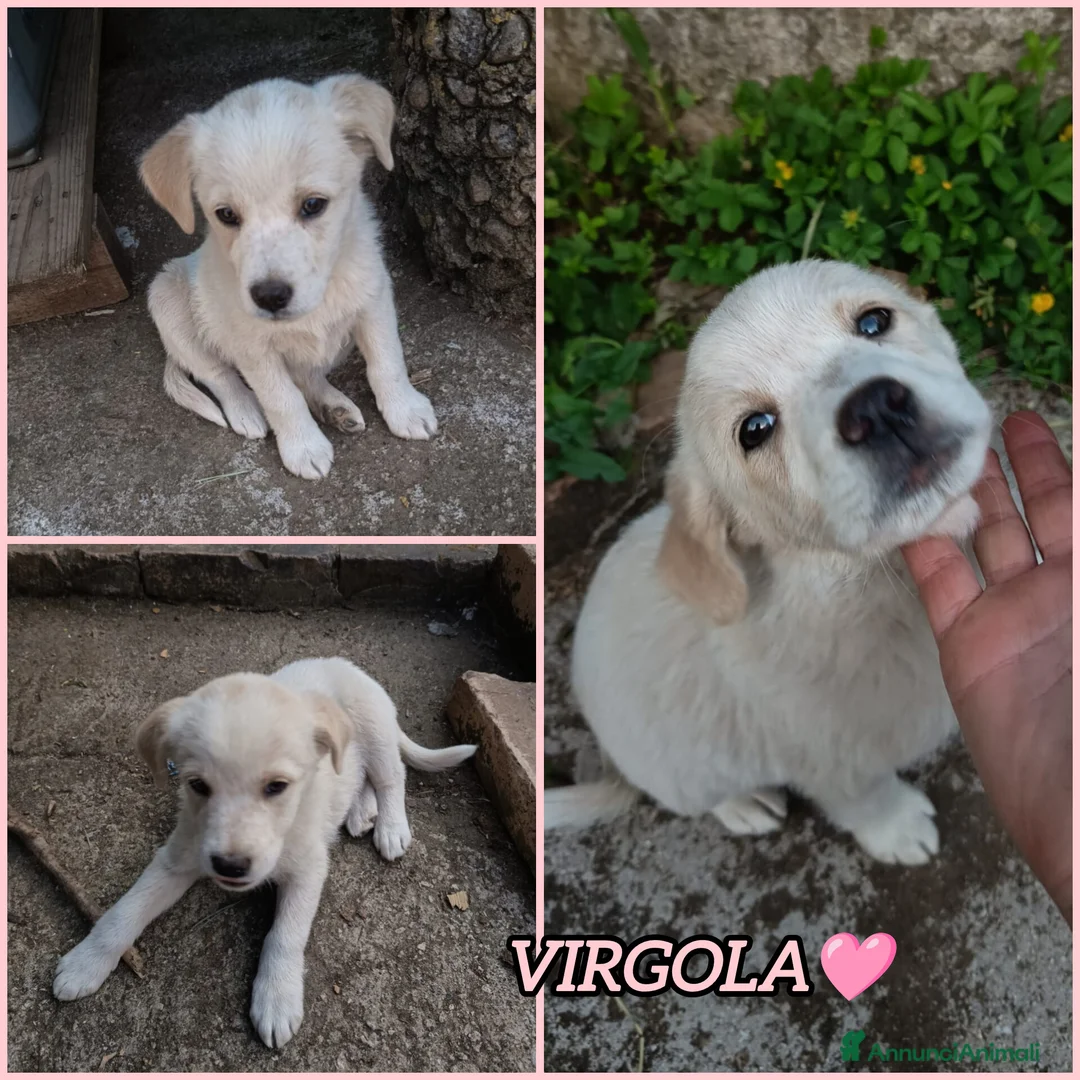 Meticcio cani in regalo: UNA MAMMA PER VIRGOLA a Provincia di Varese - Annuncio 2