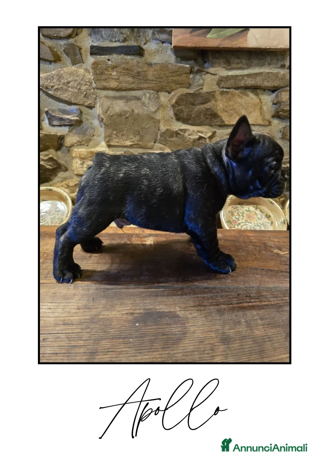 Bulldog Francese cani in vendita: Disponibili cuccioli di Bulldog Francese - Annuncio 6