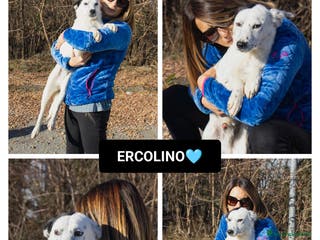 Altre razze cani ercolino - Annuncio 38