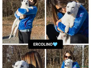 Altre razze cani ercolino - Annuncio 42