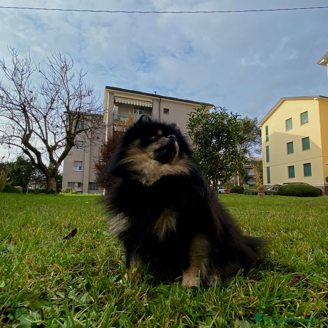 Spitz cani per accoppiamento:  SPITZ DI POMERANIA MASCHIO PER MONTA  - Annuncio 7