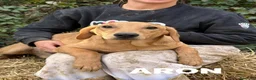 Meticcio cani in regalo: AARON e ARES, i cuccioloni più dolci e sfortunati! - Annuncio 5