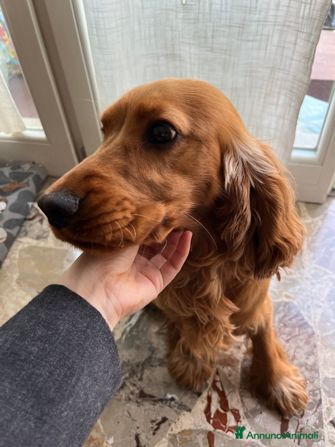 Cocker cani per accoppiamento: Lupin  a Città metropolitana di Palermo - Immagine 3