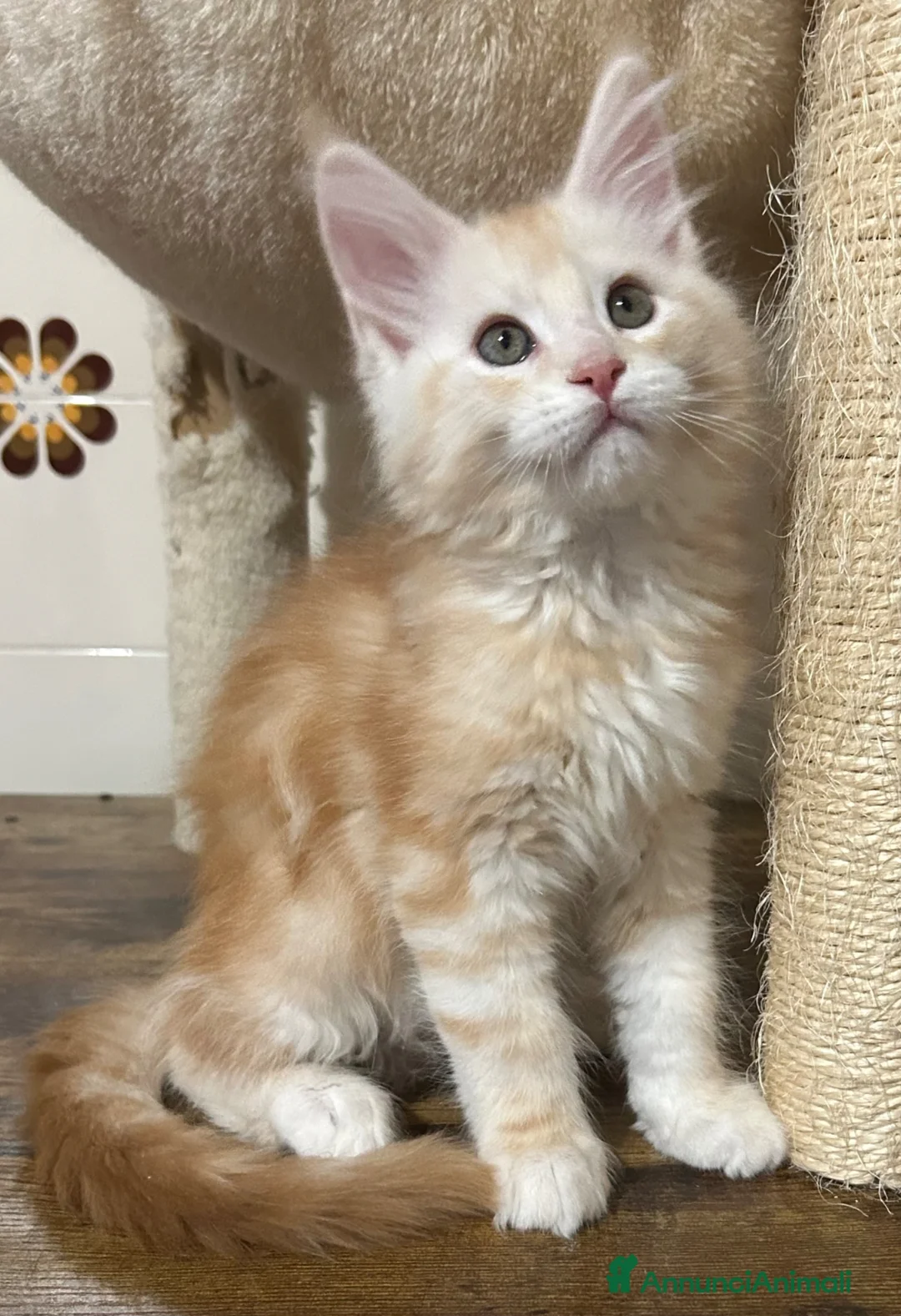 Maine Coon gatti in vendita: Maine Coon - Annuncio 4