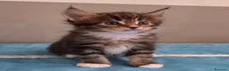 Maine Coon gatti in vendita: Litter F Dolci Fusa - Annuncio 12