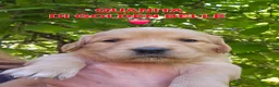 Golden Retriever cani in vendita: CUCCIOLI GOLDEN RETRIEVER  - Annuncio 31