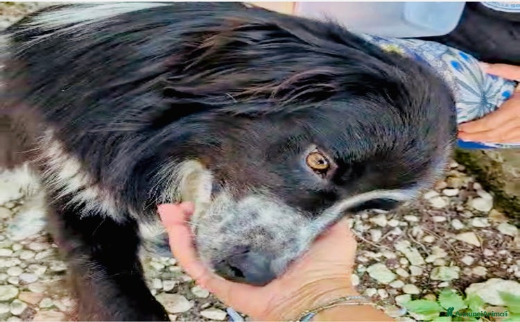 Border Collie cani - Annuncio 5