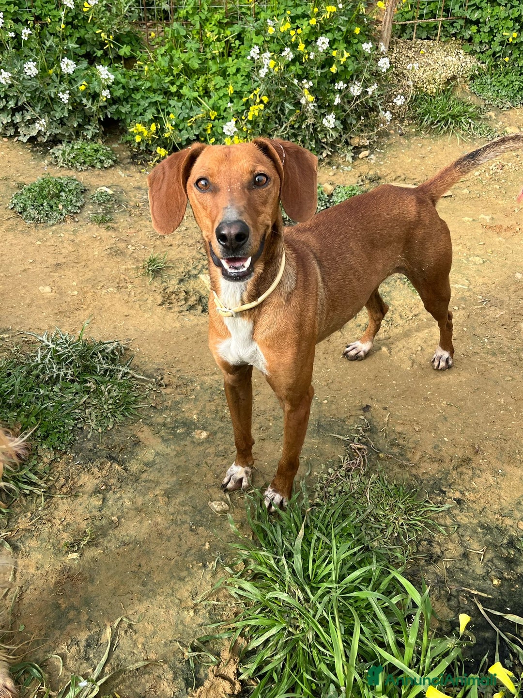 Segugio cani in regalo: GUGIO, mix segugio curioso e un po' timido  - Annuncio 2