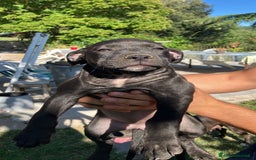 Meticcio cani in vendita: Vendita Cuccioli - Immagine 6