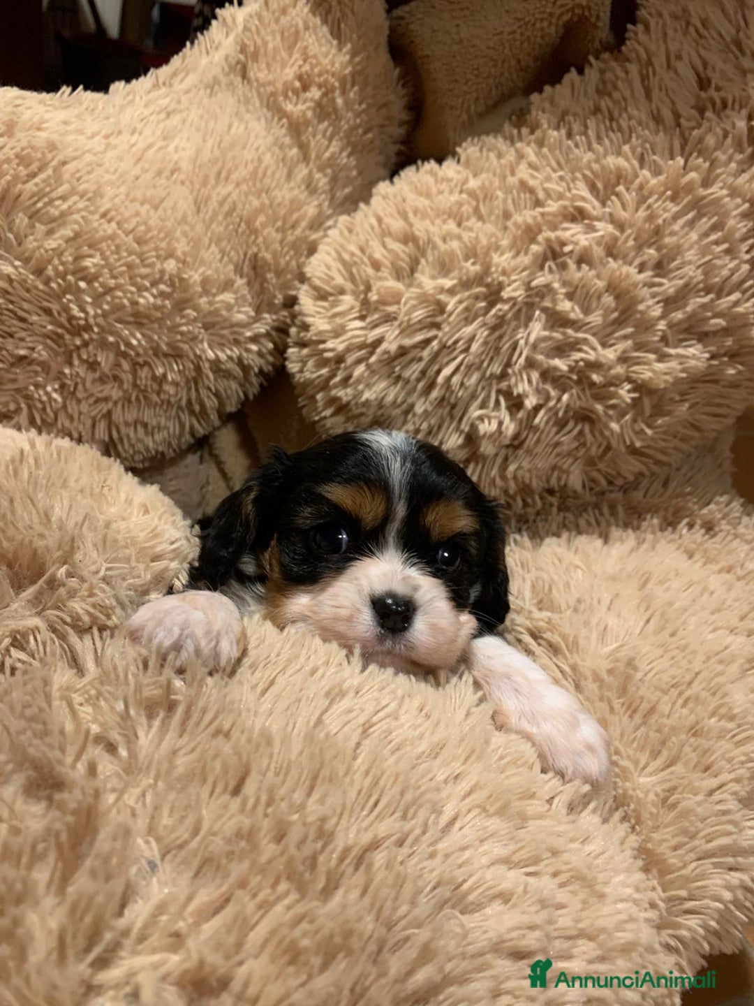 Cavalier King cani in vendita: Cuccioli di Cavalier King Charles Spaniel - Annuncio 8