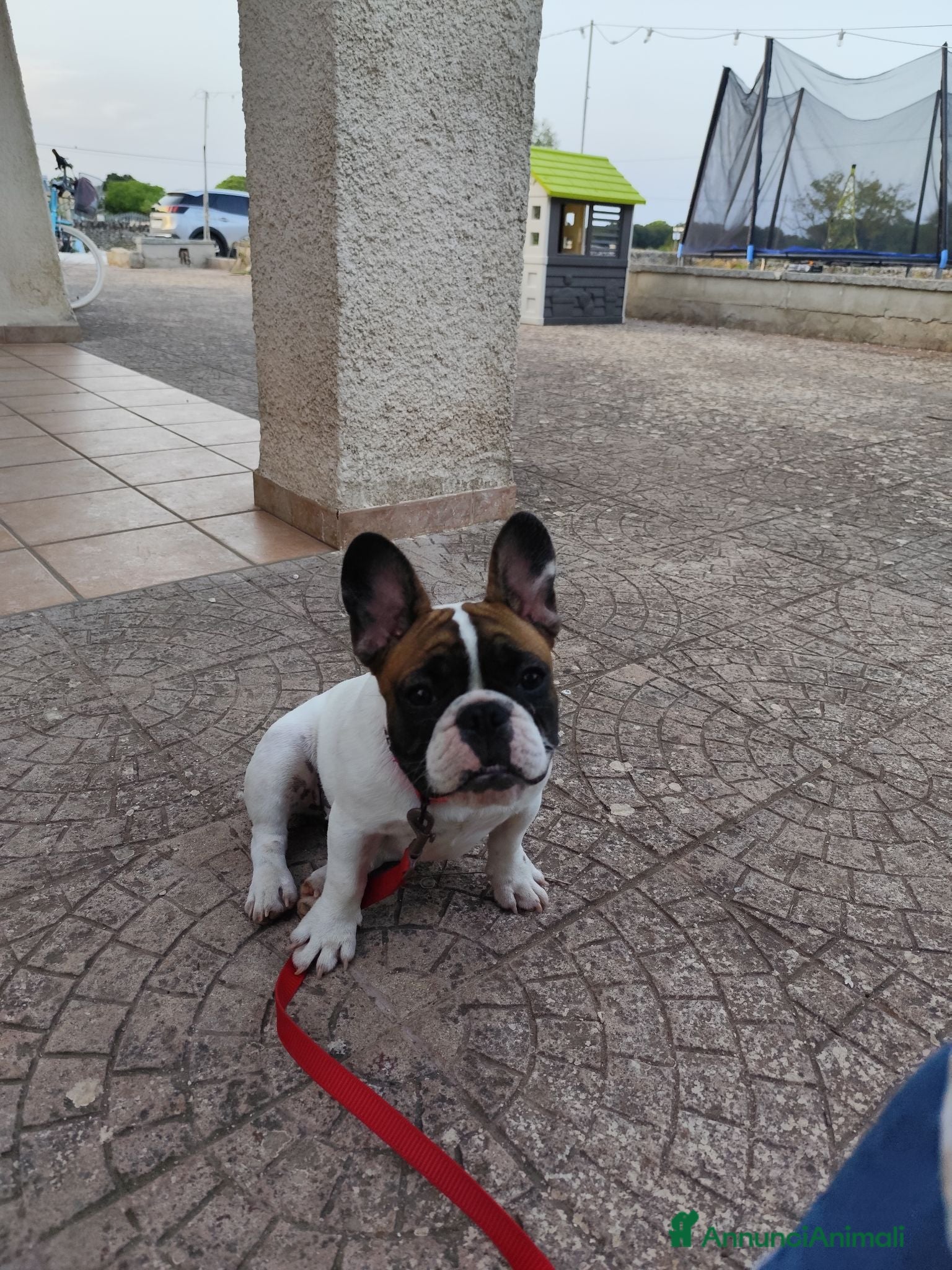 Bulldog Francese cani Bulldog francese 5mesi con pedigree - Annuncio 1