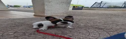 Bulldog Francese cani in vendita: Bulldog francese 5mesi con pedigree a Provincia di Taranto - Annuncio 1