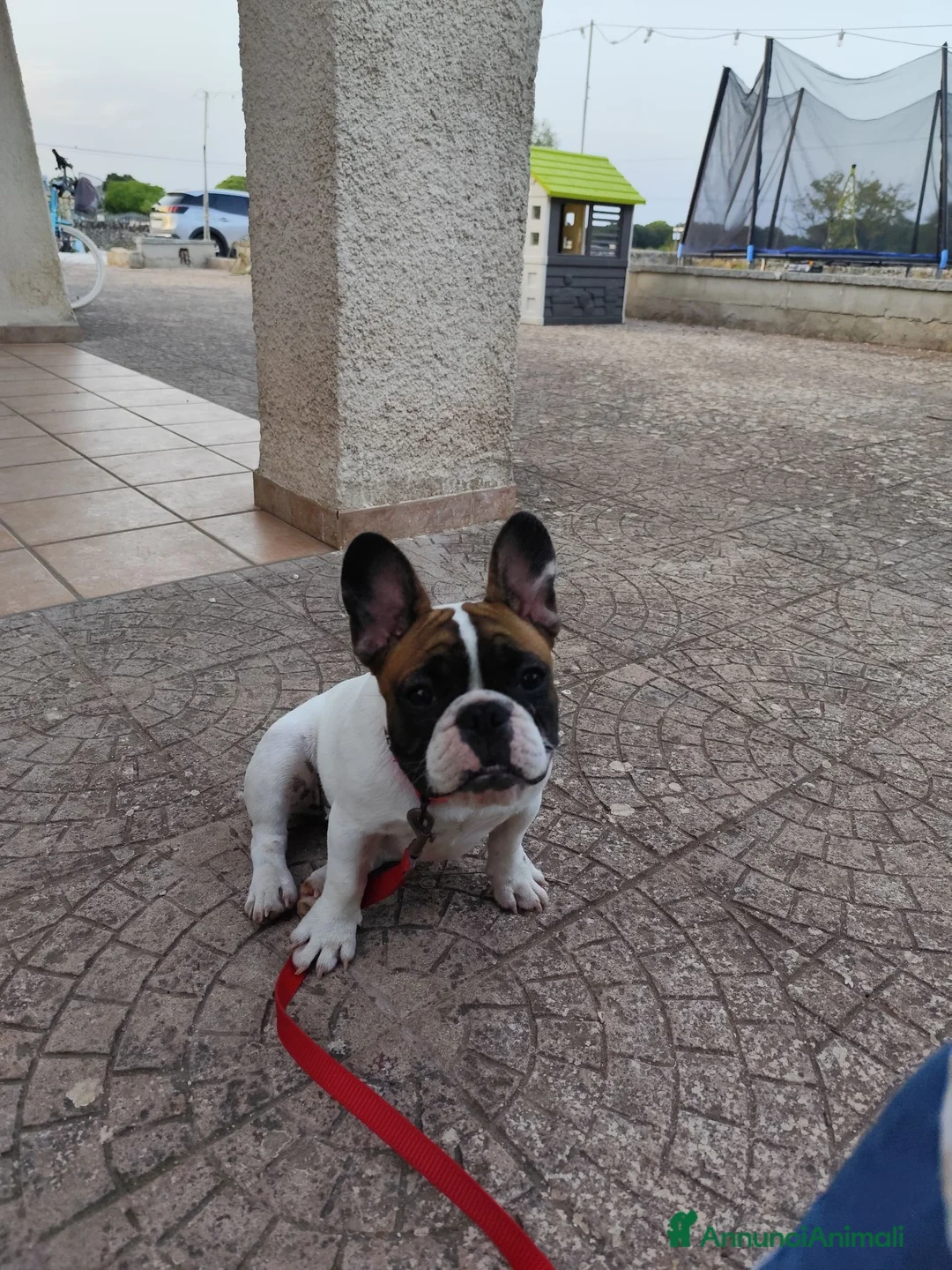 Bulldog Francese cani in vendita: Bulldog francese 5mesi con pedigree a Provincia di Taranto - Annuncio 1