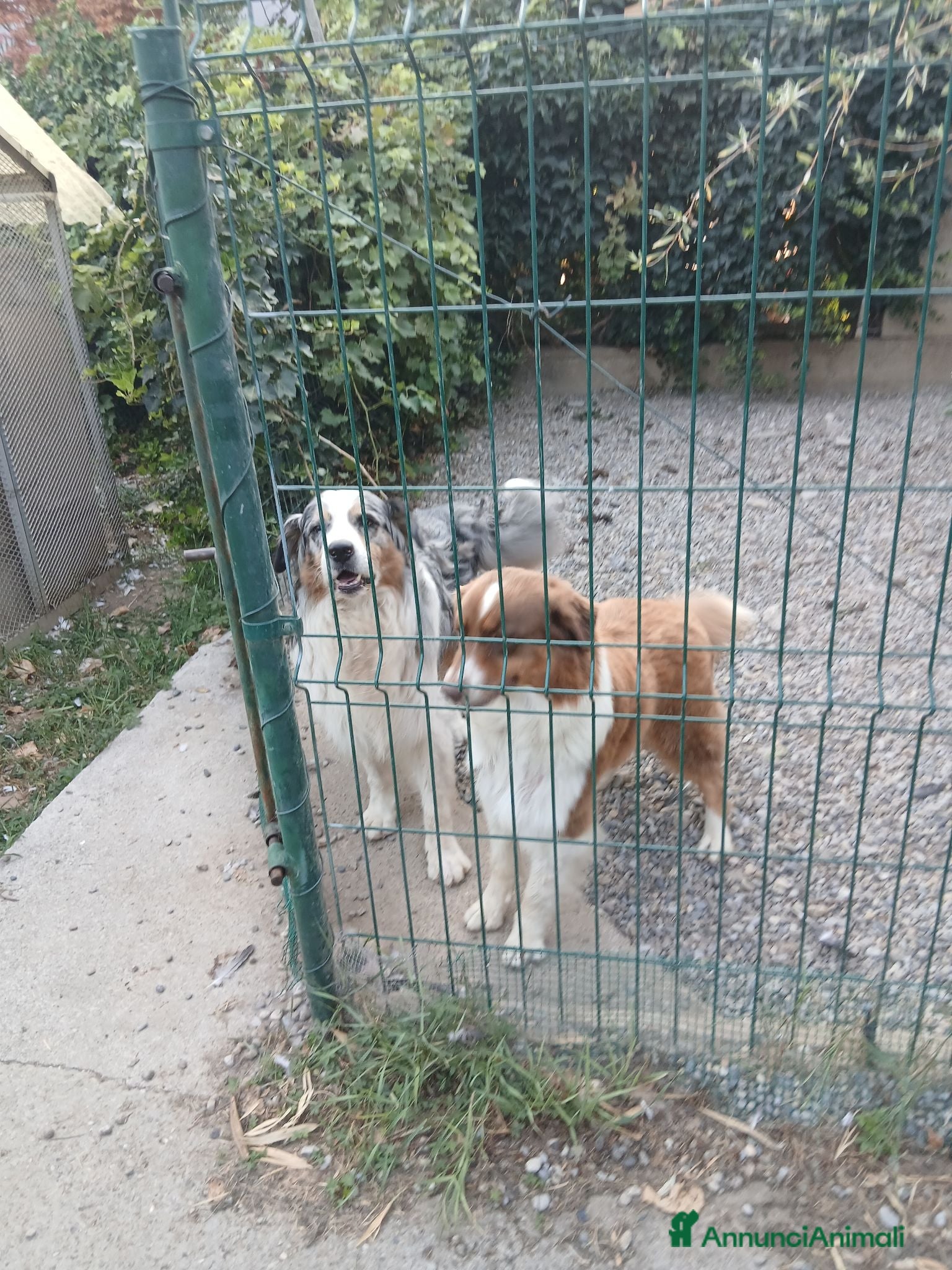 Australian Shepherd cani Cuccioli pastore australiano Blacktricolor  - Annuncio 1
