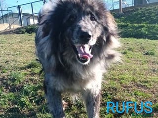 Meticcio cani Fantastico RUFUS - Annuncio 19