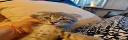 Scottish gatti in vendita: Cuccioli scottish fold  a Provincia di Forlì-Cesena - Annuncio 15