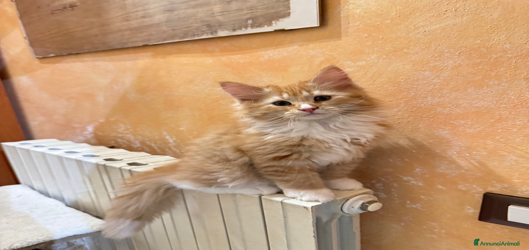 Immagine della galleria {{count}}