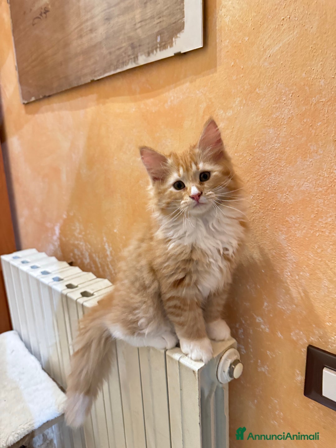 Immagine della galleria {{count}}