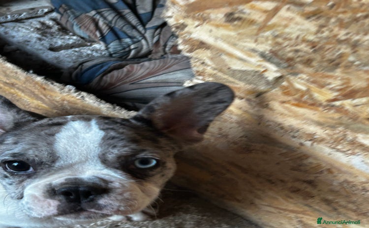 Bulldog Francese cani a Provincia di Reggio Emilia - Annuncio 10