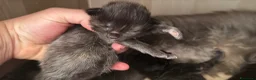 Maine Coon gatti in vendita: Cuccioli di maine coon  - Annuncio 8