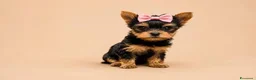 Yorkshire cani in vendita: Adorabili Cuccioli di Yorkshire terrier M/F - Annuncio 7