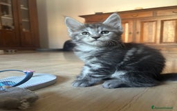 Maine Coon gatti in vendita: Maine Coon pedigree Anfi a Provincia di Modena - Immagine 3