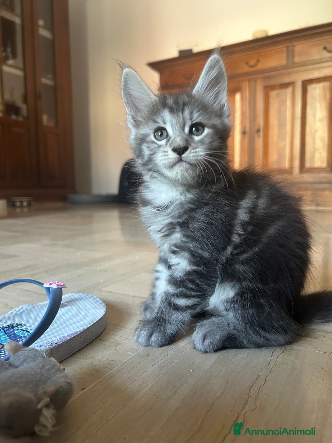 Maine Coon gatti in vendita: Maine Coon pedigree Anfi a Provincia di Modena - Immagine 3
