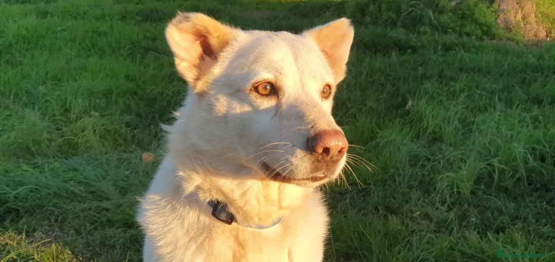 Meticcio cani in regalo: Baldo,un cuore grande per lui ci sara mai? a Pomezia - Annuncio 6